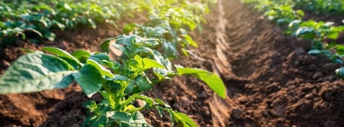 Agricoltura