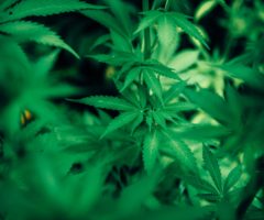 cannabis light