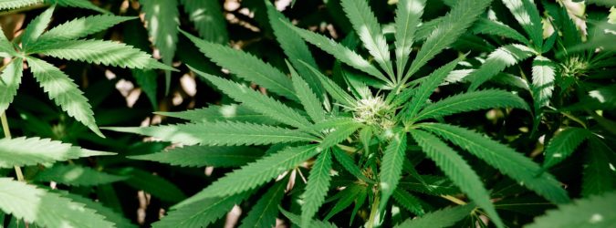 cannabis legale