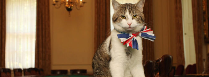 Gatto Larry