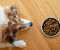 dieta cane