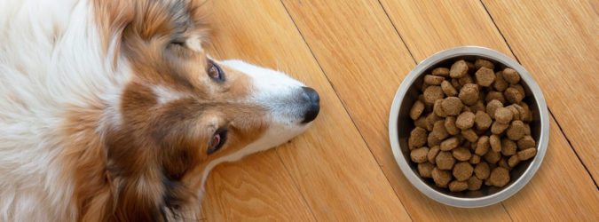 dieta cane