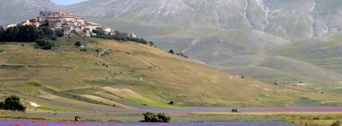 Fioritura di Castelluccio
