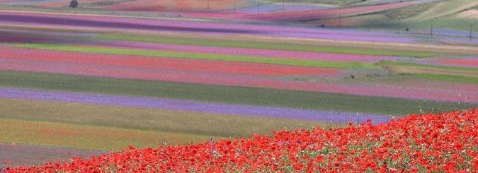 Fioritura di Castelluccio