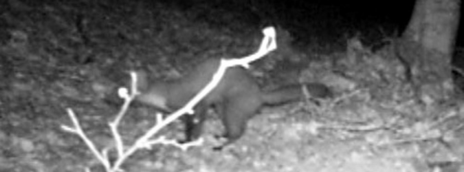 martora parco sibillini