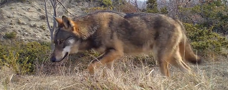 lupo parco dei sibillini peste