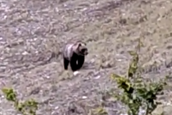 orso 