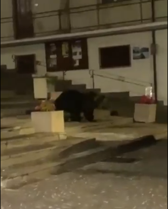 orso villalago