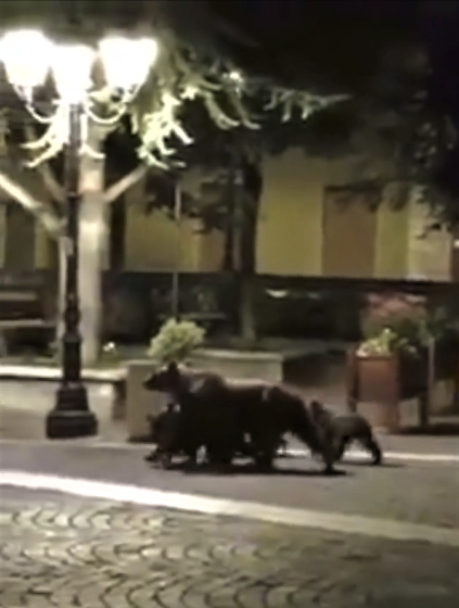orso con orsetti