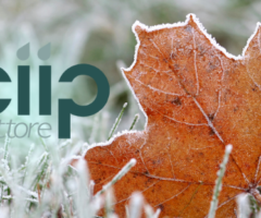 ciip