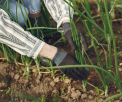 agricoltura consorzi agrari