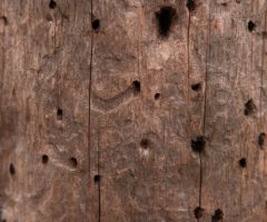 Farfalline del legno