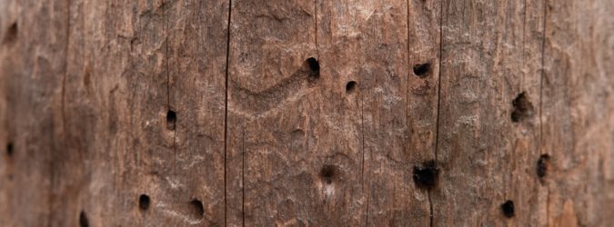 Farfalline del legno