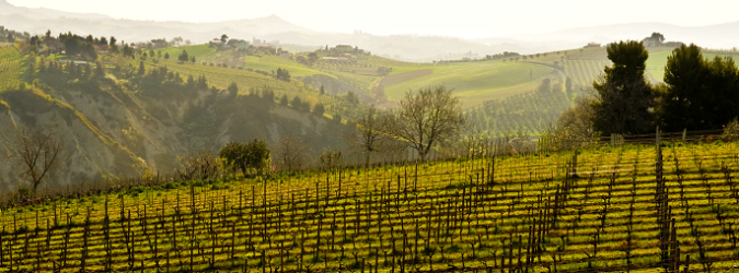 Consorzio Vini Piceni