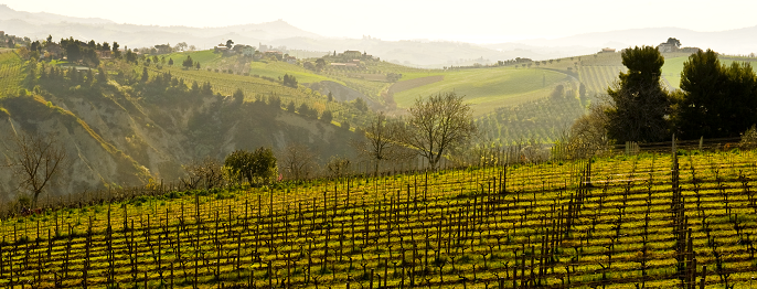 Consorzio Vini Piceni