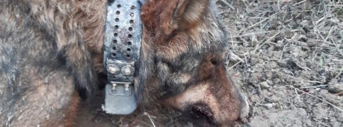 marche LAC Il lupo Drago ritrovato morto ad Arcevia