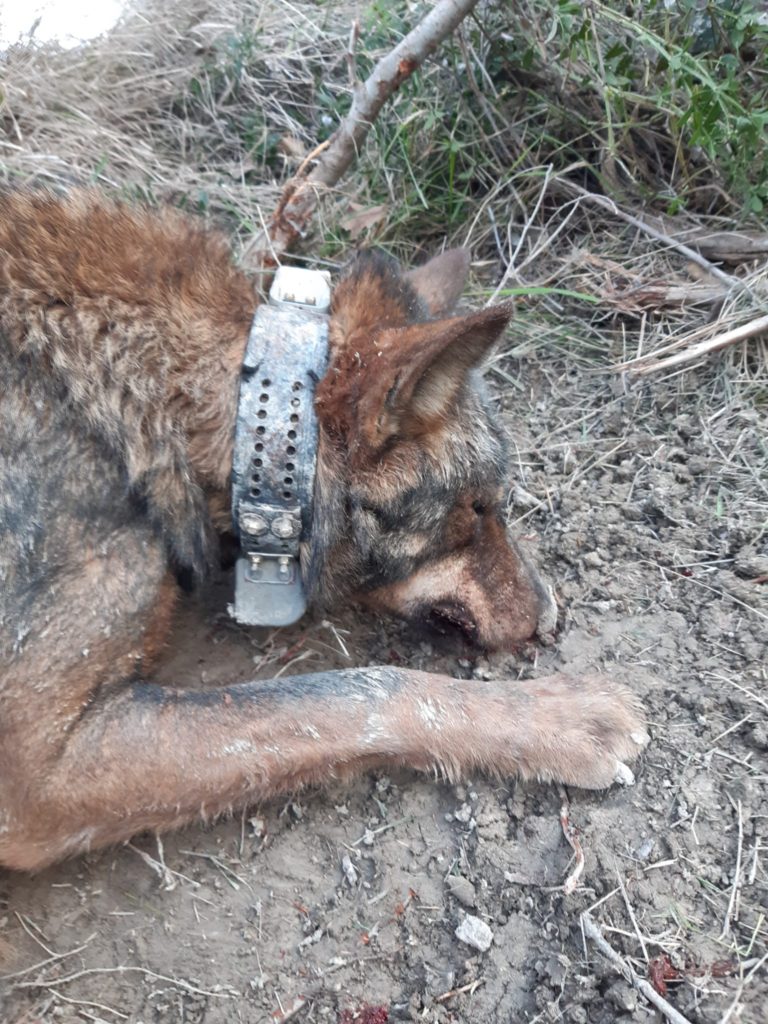 marche LAC Il lupo Drago ritrovato morto ad Arcevia