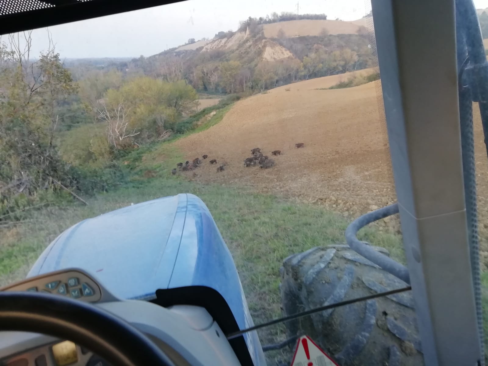 coldiretti cinghiali peste