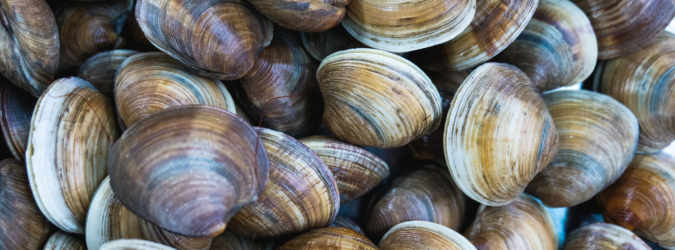 Vongole
