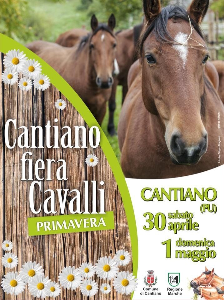 cavallo catria