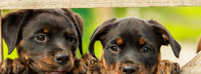 canile cani