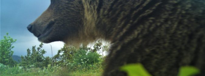 orso