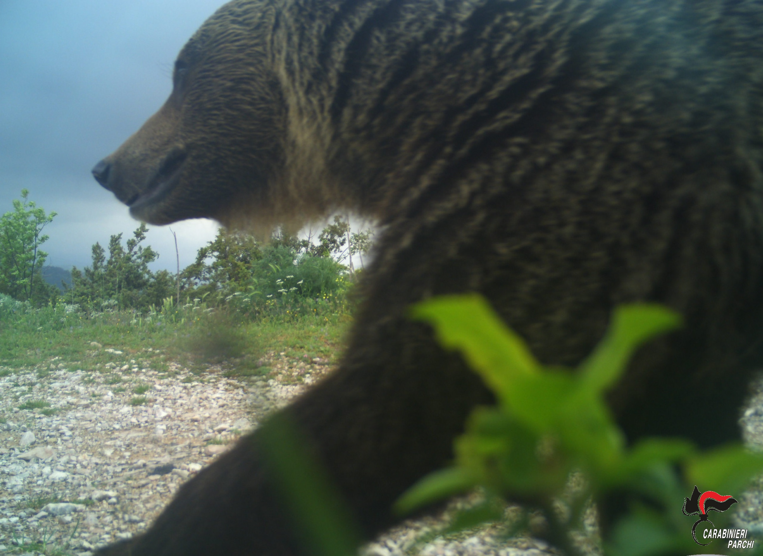 orso