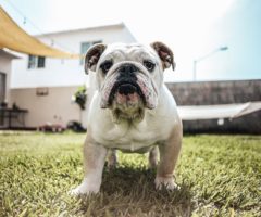 Bulldog
