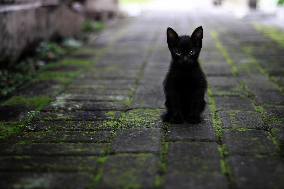 gatto