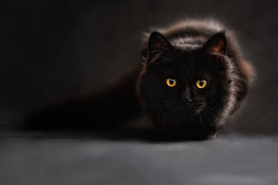 gatto