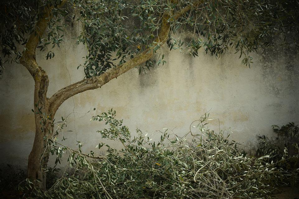 coldiretti