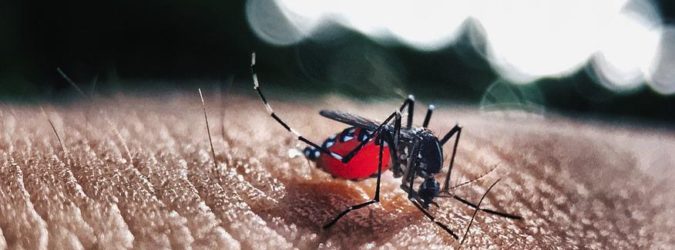 dengue