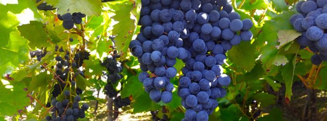 vino