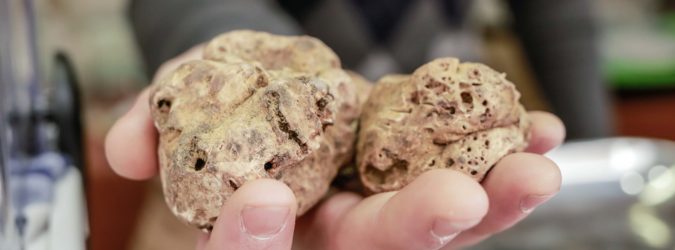 tartufo