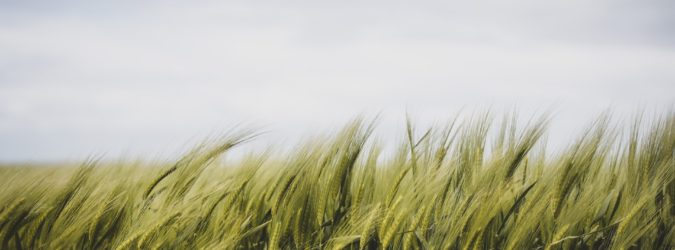 bio