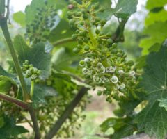 vendemmia Peronospora