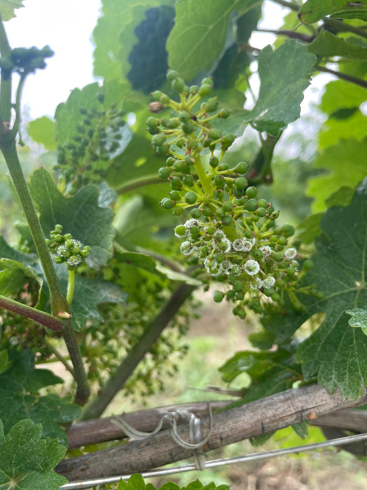 vendemmia
