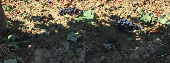 vendemmia