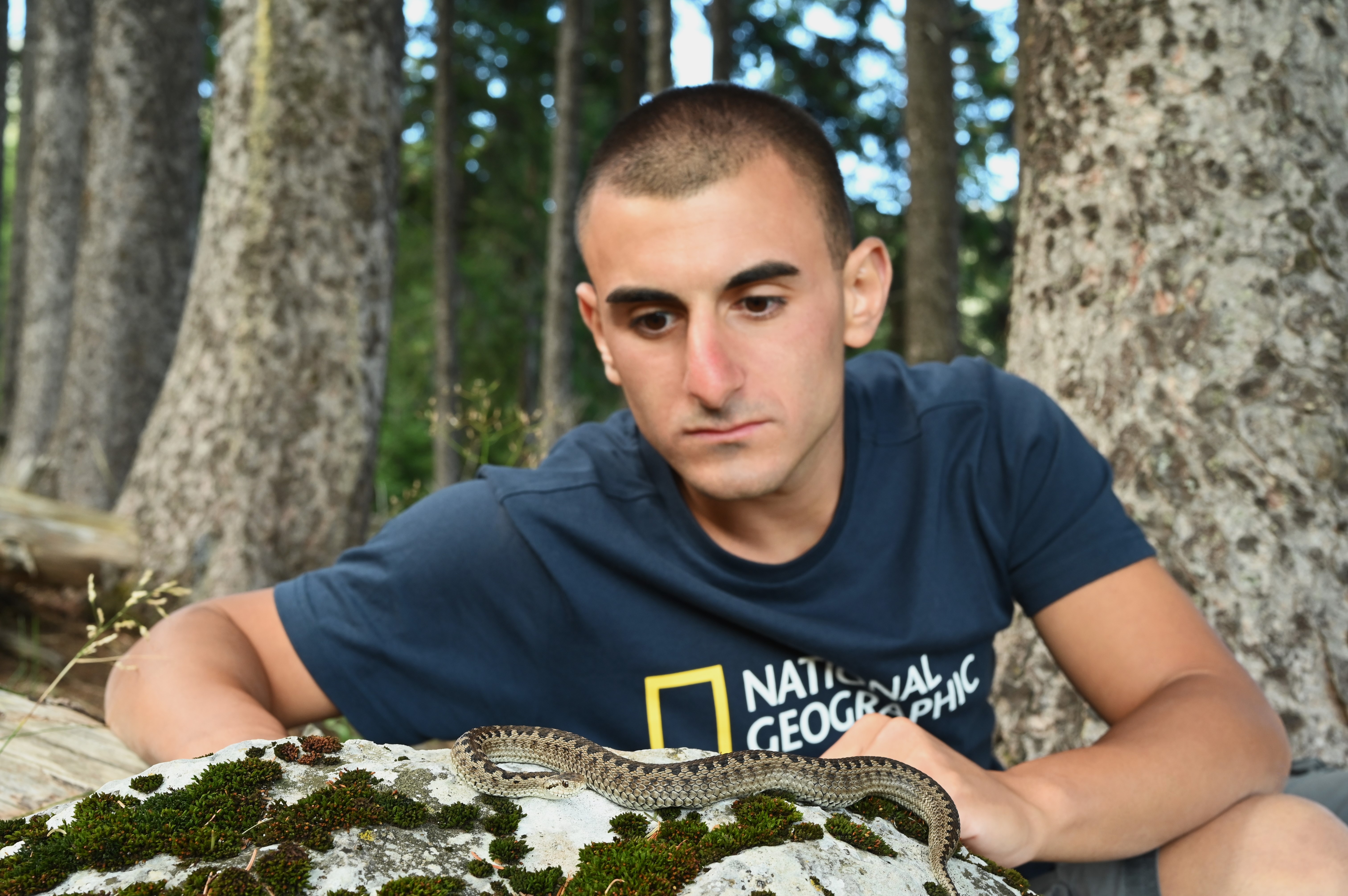 vipera