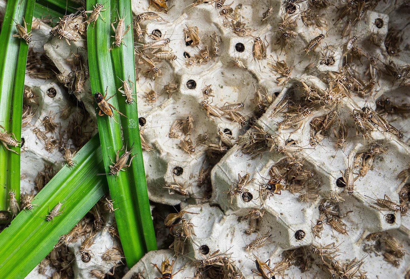 Nutrinsect