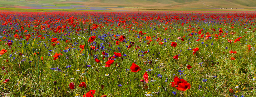 Castelluccio di Norcia