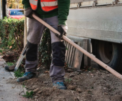 sostituzione delle alberature