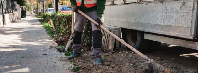 sostituzione delle alberature