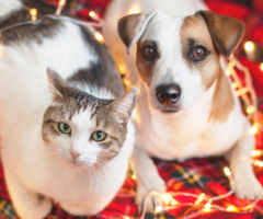 Idee regalo per cani e gatti