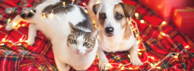 Idee regalo per cani e gatti