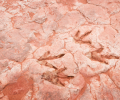 Impronte di dinosauri