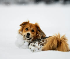 Previsioni meteo neve: cosa aspettarsi nelle Marche, con focus su Ascoli Piceno