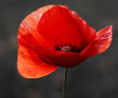 Giorno della Memoria