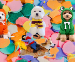 Carnevale per cani
