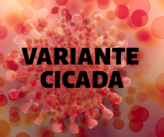 Covid variante Cicada